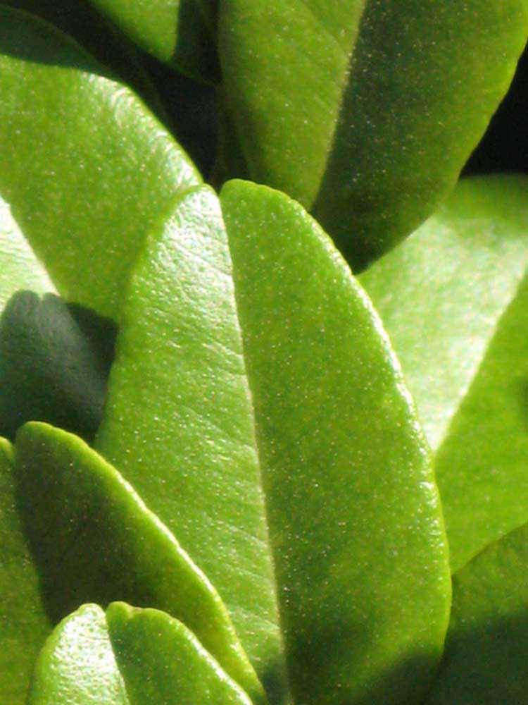              Margin (Riverside, CA)       